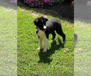 Border Collie Puppy for sale in LANCASTER, PA, USA