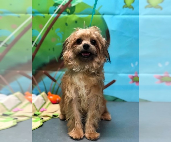 Medium Photo #1 Yo-Chon Puppy For Sale in TOWNLEY, AL, USA