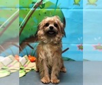 Small Photo #1 Yo-Chon Puppy For Sale in TOWNLEY, AL, USA