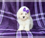 Small #3 Bichpoo