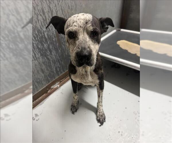 Medium Photo #1 American Pit Bull Terrier-Unknown Mix Puppy For Sale in Conroe, TX, USA