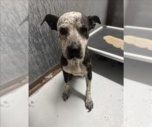 American Pit Bull Terrier-Unknown Mix Dogs for adoption in Conroe, TX, USA