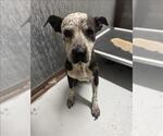 Small American Pit Bull Terrier Mix
