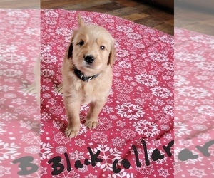 Golden Retriever Puppy for Sale in BLUFFTON, Indiana USA