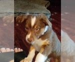 Small #3 Australian Shepherd