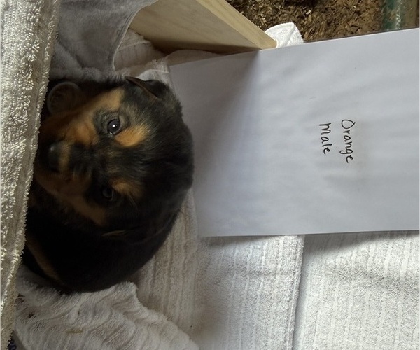 Medium Photo #12 Bernese Mountain Dog-Unknown Mix Puppy For Sale in KIRKSVILLE, MO, USA