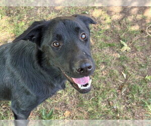 VICTORIA - Female German Shepherd Dog Dog for Adoption - Photo #2