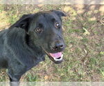 Small Photo #2 German Shepherd Dog Puppy For Sale in Tulsa, OK, USA