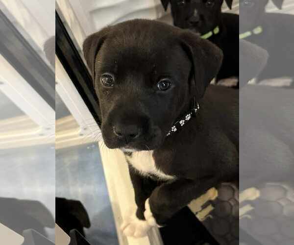 Medium Photo #3 American Pit Bull Terrier-Labrador Retriever Mix Puppy For Sale in Holly Springs, NC, USA