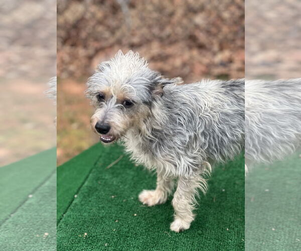 Medium Photo #5 Mutt Puppy For Sale in Lakemont, GA, USA