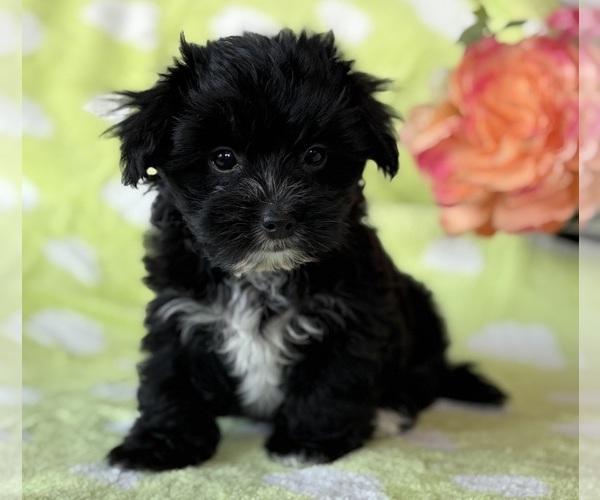 Medium Photo #5 Morkie Puppy For Sale in ROCK STREAM, NY, USA
