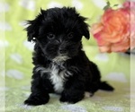 Small #4 Morkie