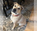 Small #1 Anatolian Shepherd Mix