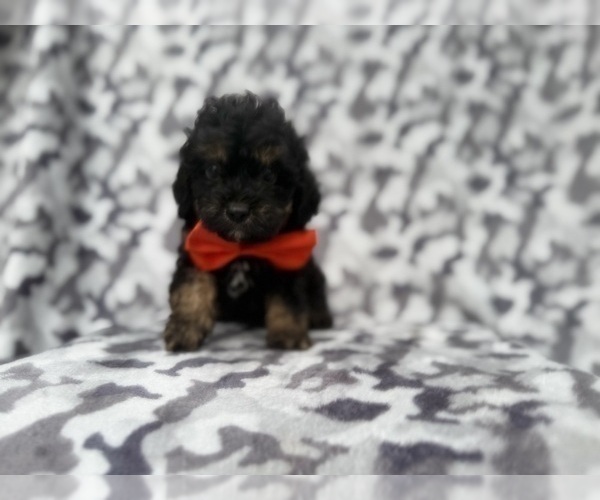 Medium Photo #5 Cavapoo (Miniature) Puppy For Sale in LAKELAND, FL, USA