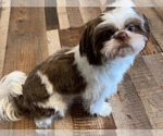 Small Photo #1 Shih Tzu Puppy For Sale in HAM LAKE, MN, USA
