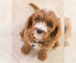 Small Photo #1 Cavapoo Puppy For Sale in BAY VIEW, WI, USA