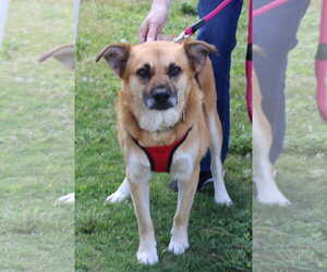 Sadie - Female Labrador Retriever Dog for Adoption - Photo #2
