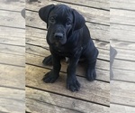 Puppy Luke Cane Corso