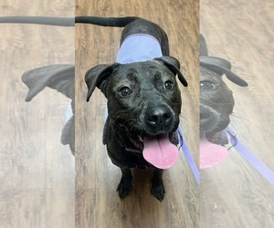 Patsy Cline - Female Labrador Retriever-Unknown Mix Dog for Adoption - Photo #2