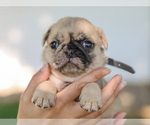 Small #3 Pug