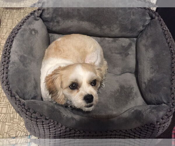 Medium Photo #2 Zuchon Puppy For Sale in Shell Lake , WI, USA