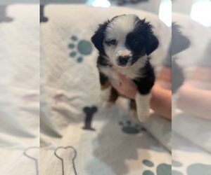 Australian Shepherd Puppy for sale in WEBSTER, FL, USA