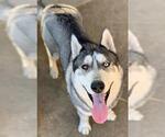 RICK - Male Siberian Husky Dog for Adoption - Small photo