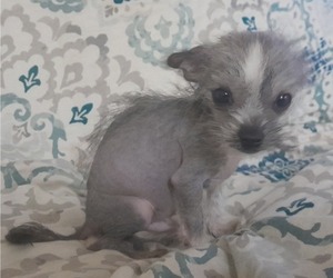 Shih Tzu-Xoloitzcuintli (Mexican Hairless) Mix Puppy for sale in COLVILLE, WA, USA