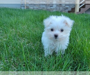 Maltese Puppy for sale in RAPID CITY, SD, USA