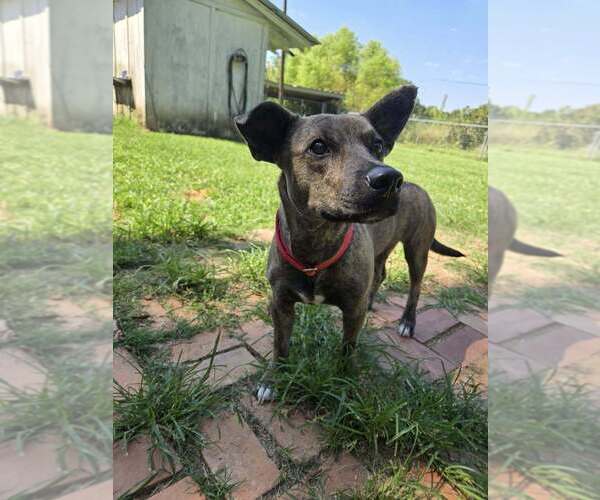 Medium Photo #3 Mutt Puppy For Sale in Abbeville, LA, USA