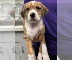 Labrador Retriever-Unknown Mix Dogs for adoption in Rosenberg, TX, USA