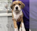 Small Labrador Retriever Mix