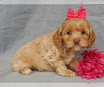 Small Photo #5 Cockapoo Puppy For Sale in MILLERSBURG, OH, USA