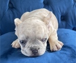 Small Photo #44 French Bulldog Puppy For Sale in EAGLE RIVER, AK, USA