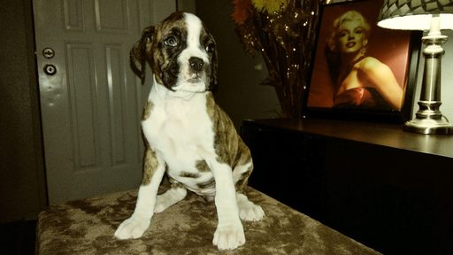 Medium Photo #1 Boxer Puppy For Sale in KENNEWICK, WA, USA
