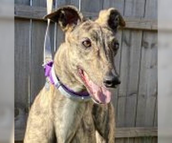 Medium Photo #1 Greyhound Puppy For Sale in Grandville, MI, USA