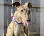 Small Greyhound