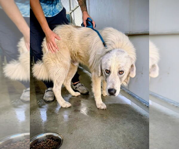 Medium Photo #3 Great Pyrenees-Unknown Mix Puppy For Sale in North Myrtle Beach, SC, USA