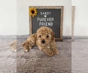 Bichpoo Puppy for sale in BLOOMFIELD, IN, USA