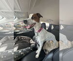 Small #18 Jack Russell Terrier-Whippet Mix