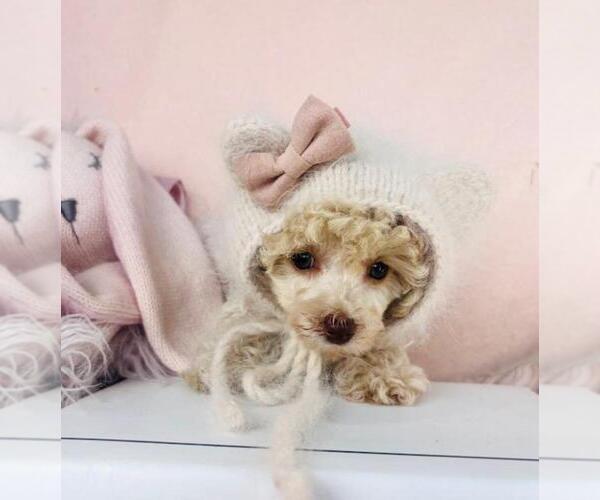 Medium Photo #3 Poodle (Toy) Puppy For Sale in WESTFIELD, IN, USA