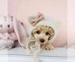 Small #2 Poodle (Toy)