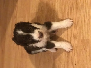 Aussiedoodle Puppy for sale in JOSHUA, TX, USA