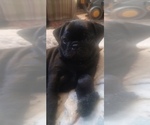 Puppy Maddy Pug