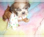 Small Photo #2 Wapoo Puppy For Sale in JACKSON, MS, USA