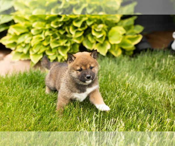 Medium Photo #5 Shiba Inu Puppy For Sale in MILLERSBURG, IN, USA