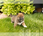 Small #4 Shiba Inu