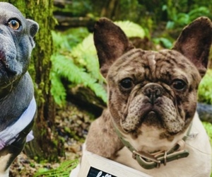 Father of the French Bulldog puppies born on 10/22/2025