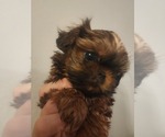 Image preview for Ad Listing. Nickname: Stanley