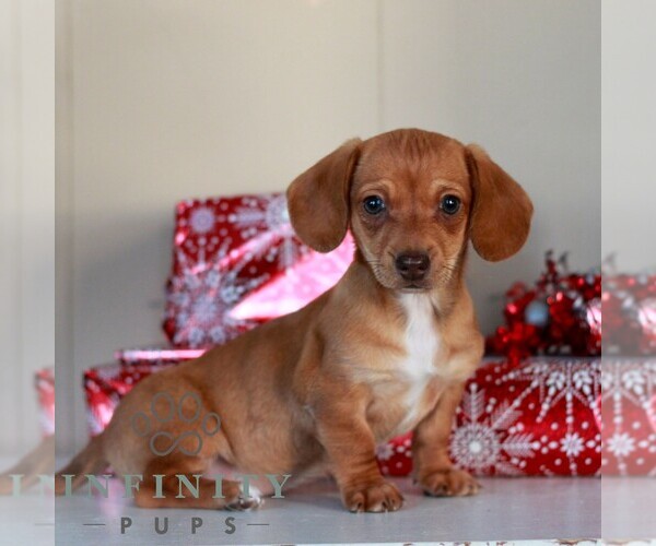 Medium Photo #4 Dachshund Puppy For Sale in EAST EARL, PA, USA